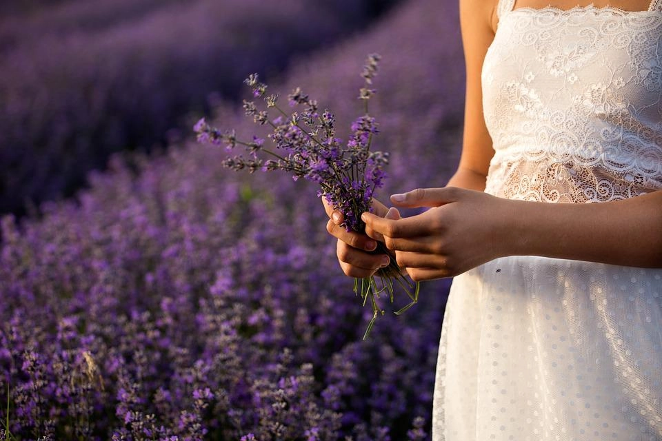 Hoa oải hương - nguồn gốc ý nghĩa cách trồng và chăm sóc hoa lavender - 9