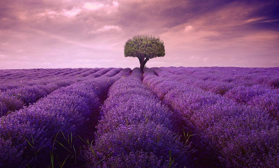 Hoa oải hương - nguồn gốc ý nghĩa cách trồng và chăm sóc hoa lavender - 10