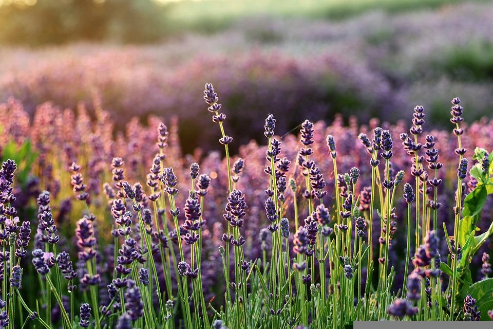 Hoa oải hương - nguồn gốc ý nghĩa cách trồng và chăm sóc hoa lavender - 11