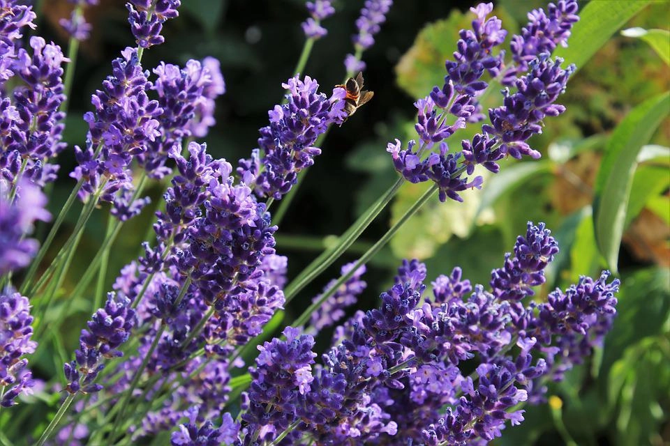 Hoa oải hương - nguồn gốc ý nghĩa cách trồng và chăm sóc hoa lavender - 12