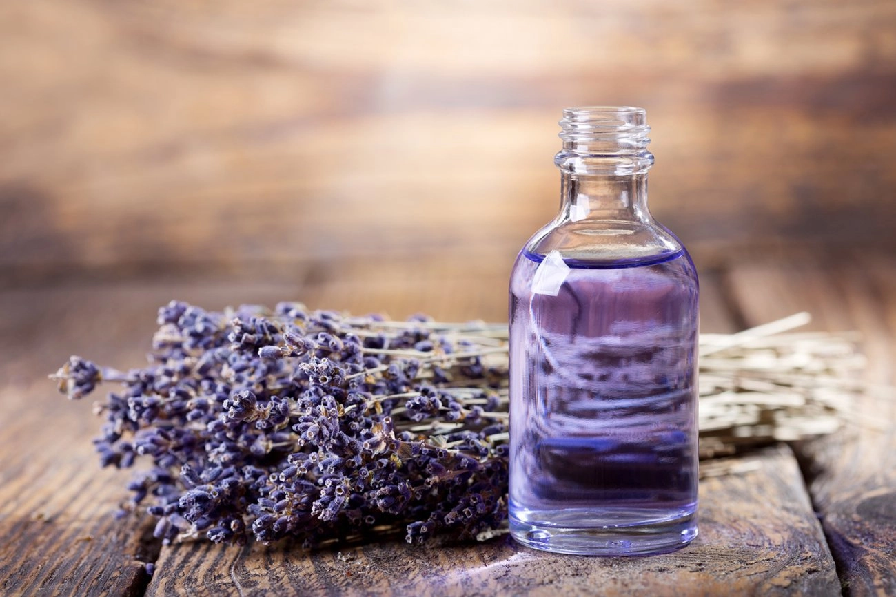 Hoa oải hương - nguồn gốc ý nghĩa cách trồng và chăm sóc hoa lavender - 13