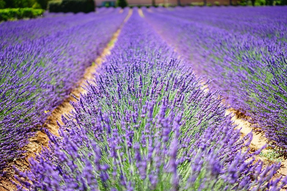 Hoa oải hương - nguồn gốc ý nghĩa cách trồng và chăm sóc hoa lavender - 15