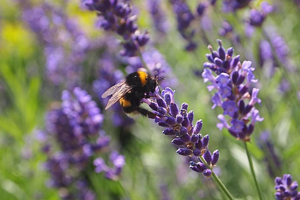 Hoa oải hương - nguồn gốc ý nghĩa cách trồng và chăm sóc hoa lavender - 18