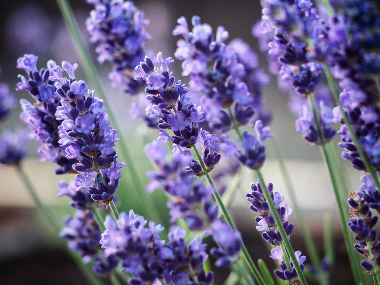 Hoa oải hương - nguồn gốc ý nghĩa cách trồng và chăm sóc hoa lavender - 19