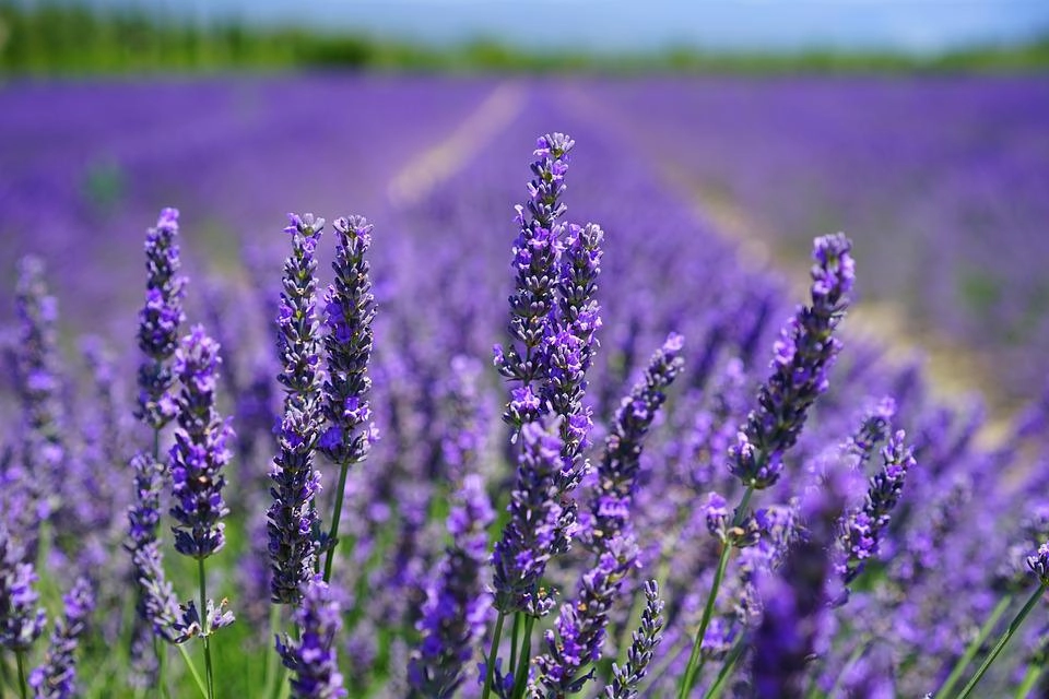 Hoa oải hương - nguồn gốc ý nghĩa cách trồng và chăm sóc hoa lavender - 20