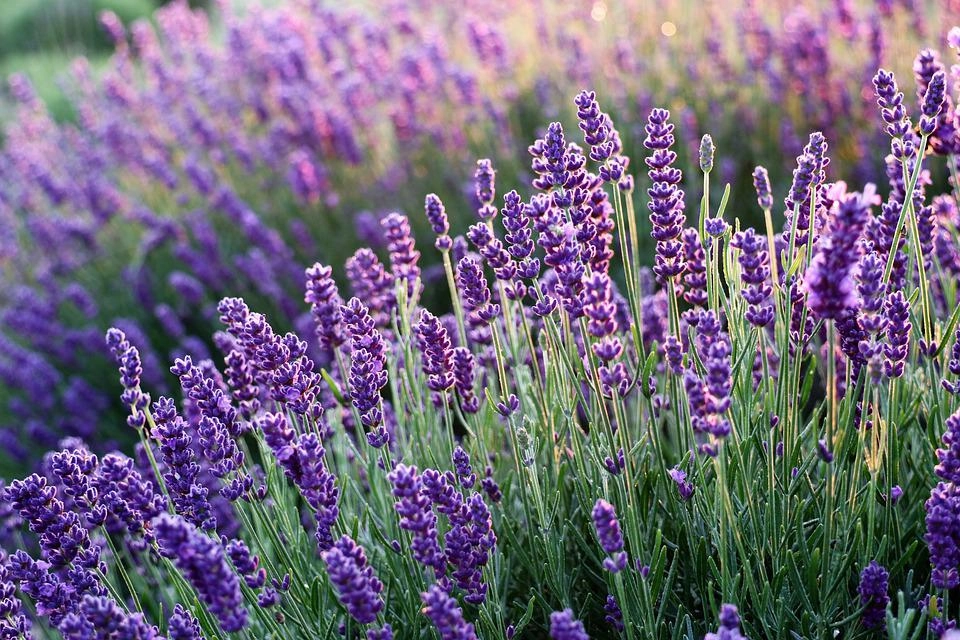 Hoa oải hương - nguồn gốc ý nghĩa cách trồng và chăm sóc hoa lavender - 21