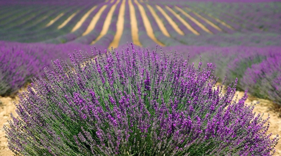 Hoa oải hương - nguồn gốc ý nghĩa cách trồng và chăm sóc hoa lavender - 22