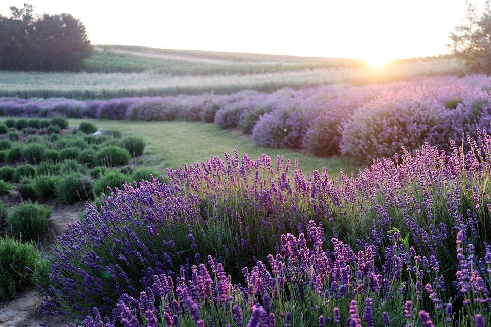 Hoa oải hương - nguồn gốc ý nghĩa cách trồng và chăm sóc hoa lavender - 23