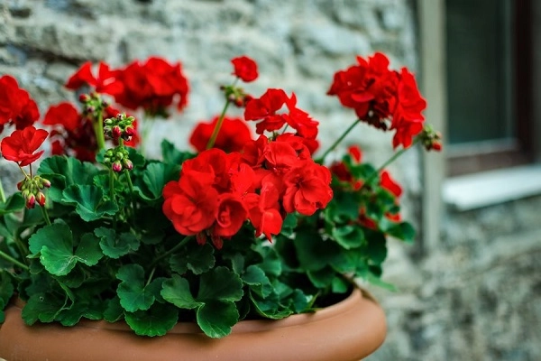 Hoa phong lữ thảo đặc điểm ý nghĩa và cách trồng ra hoa đẹp - 3