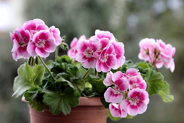 Hoa phong lữ thảo đặc điểm ý nghĩa và cách trồng ra hoa đẹp - 4