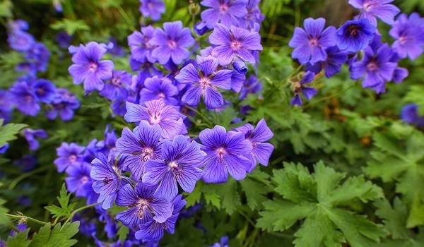 Hoa phong lữ thảo đặc điểm ý nghĩa và cách trồng ra hoa đẹp - 5