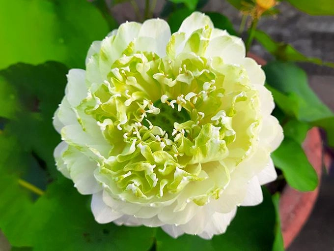 Hoa sen trắng ý nghĩa công dụng và cách trồng ra hoa thơm ngát - 1