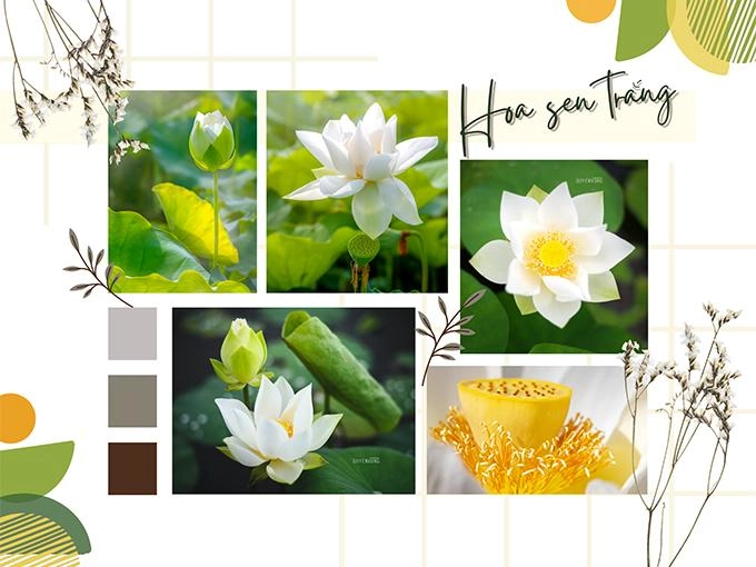 Hoa sen trắng ý nghĩa công dụng và cách trồng ra hoa thơm ngát - 2