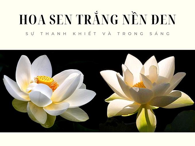 Hoa sen trắng ý nghĩa công dụng và cách trồng ra hoa thơm ngát - 3