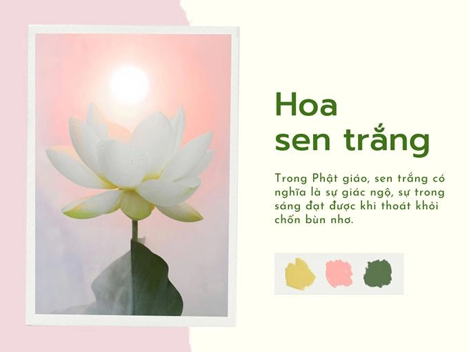 Hoa sen trắng ý nghĩa công dụng và cách trồng ra hoa thơm ngát - 4