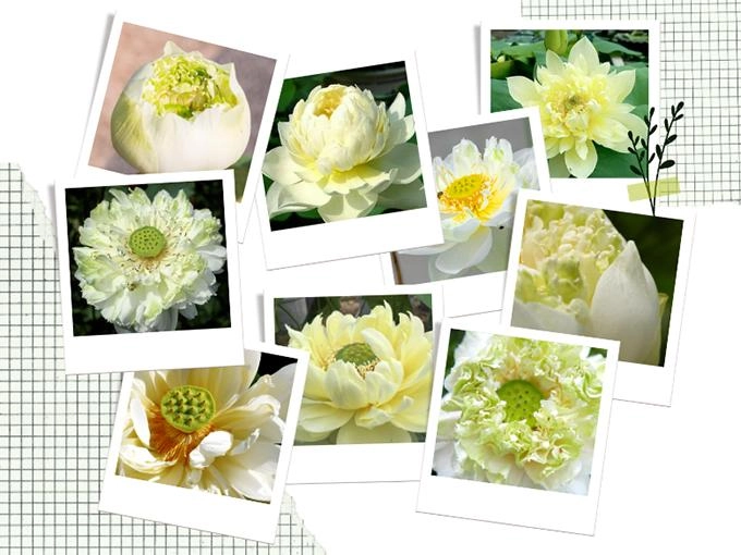 Hoa sen trắng ý nghĩa công dụng và cách trồng ra hoa thơm ngát - 5