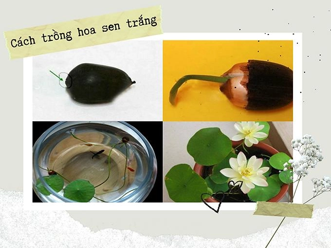 Hoa sen trắng ý nghĩa công dụng và cách trồng ra hoa thơm ngát - 6