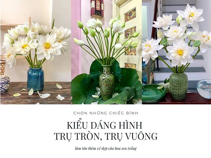 Hoa sen trắng ý nghĩa công dụng và cách trồng ra hoa thơm ngát - 7