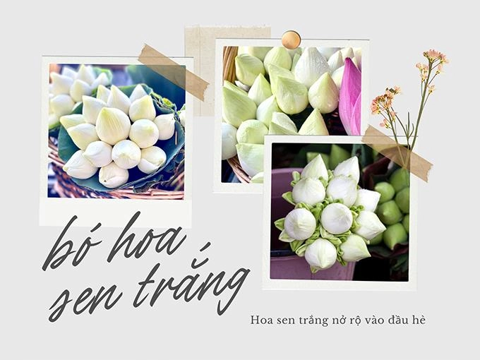 Hoa sen trắng ý nghĩa công dụng và cách trồng ra hoa thơm ngát - 8