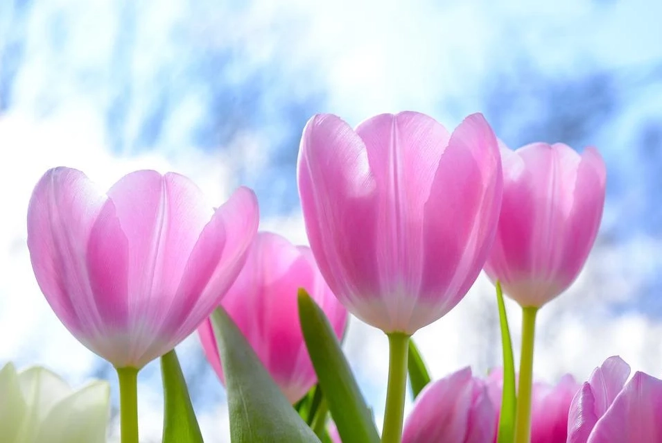 Hoa tulip - nguồn gốc đặc điểm và ý nghĩa ẩn giấu đằng sau mỗi sắc hoa - 1