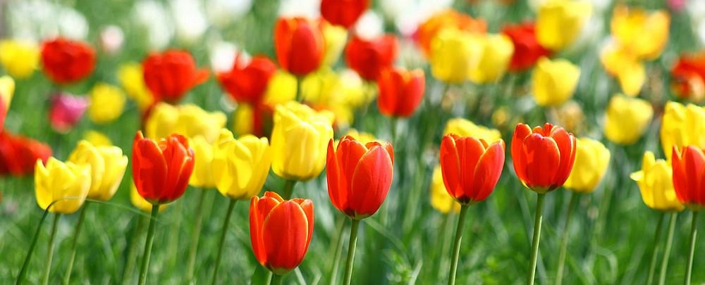Hoa tulip - nguồn gốc đặc điểm và ý nghĩa ẩn giấu đằng sau mỗi sắc hoa - 2