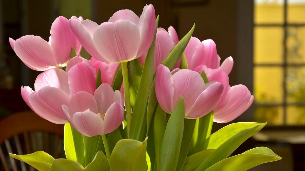Hoa tulip - nguồn gốc đặc điểm và ý nghĩa ẩn giấu đằng sau mỗi sắc hoa - 3