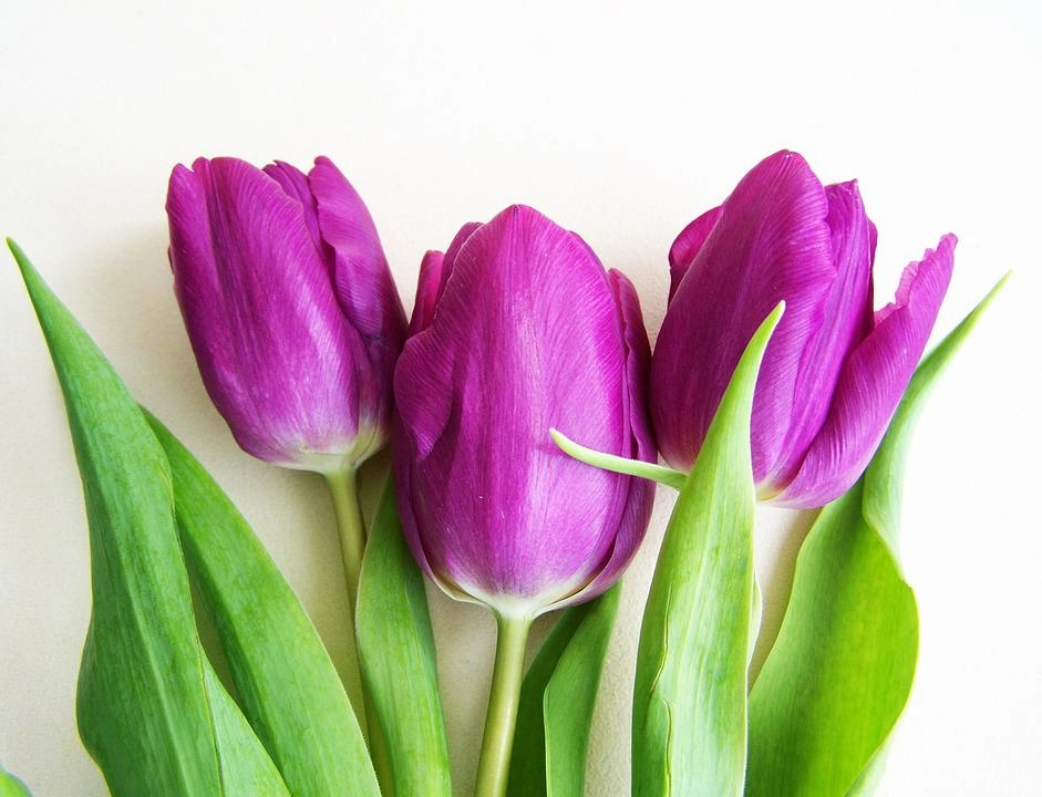 Hoa tulip - nguồn gốc đặc điểm và ý nghĩa ẩn giấu đằng sau mỗi sắc hoa - 4