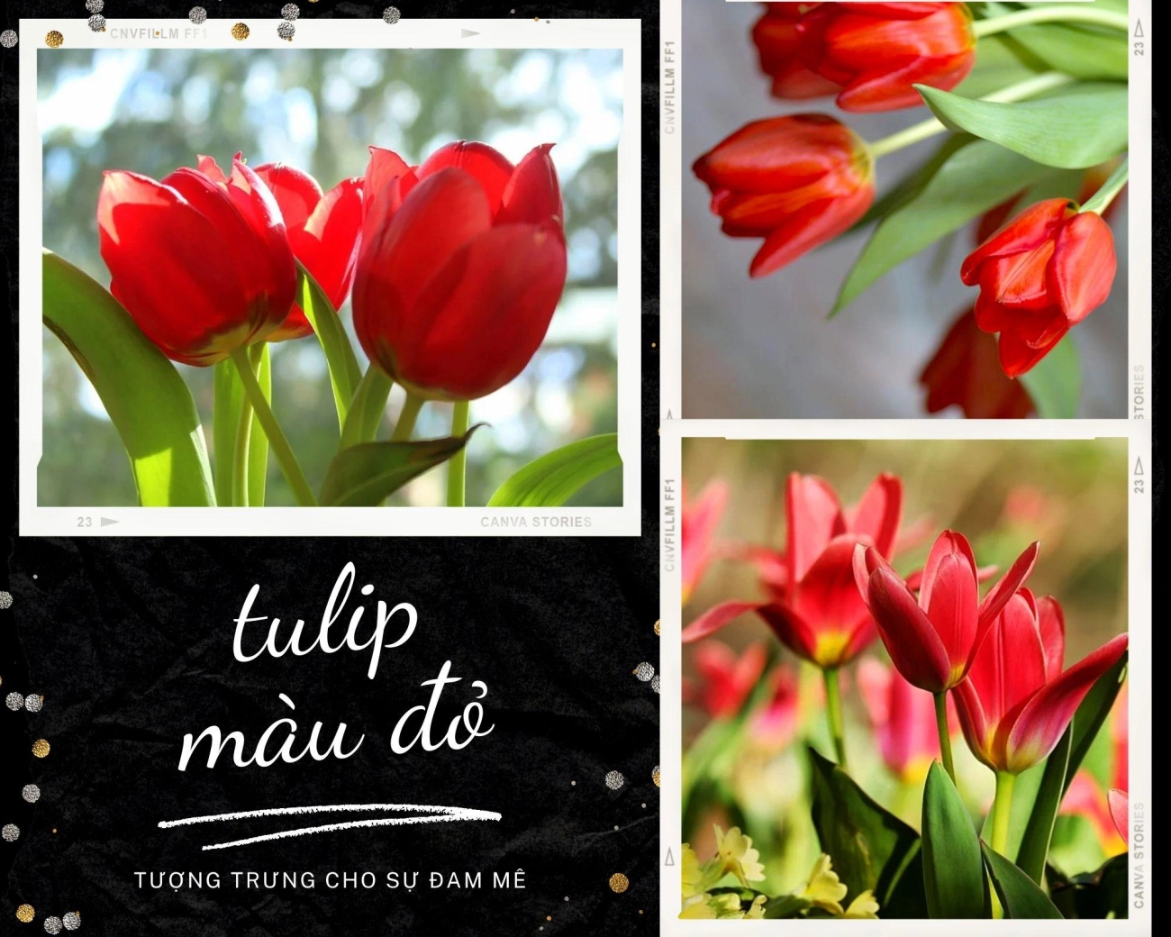 Hoa tulip - nguồn gốc đặc điểm và ý nghĩa ẩn giấu đằng sau mỗi sắc hoa - 5