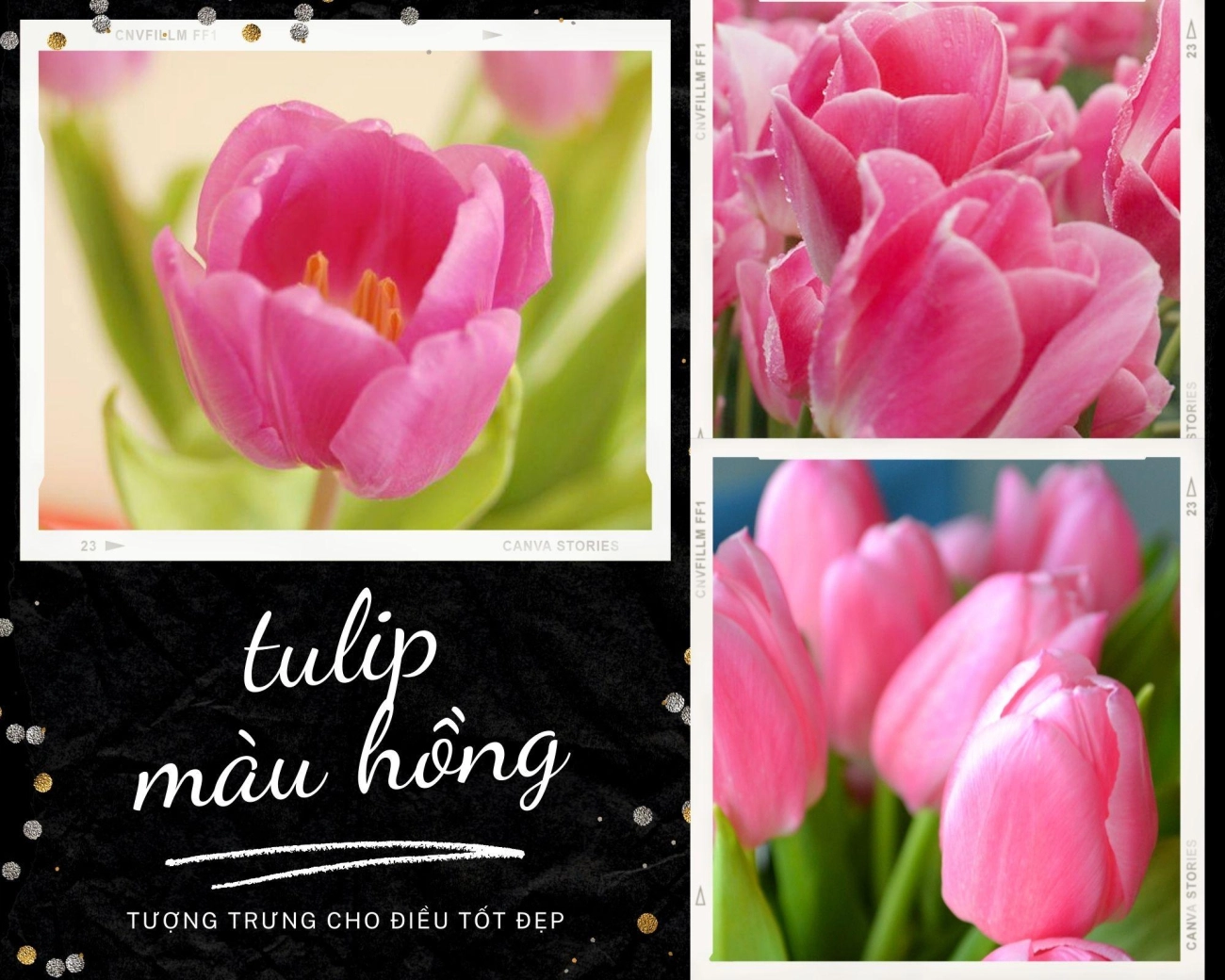 Hoa tulip - nguồn gốc đặc điểm và ý nghĩa ẩn giấu đằng sau mỗi sắc hoa - 6