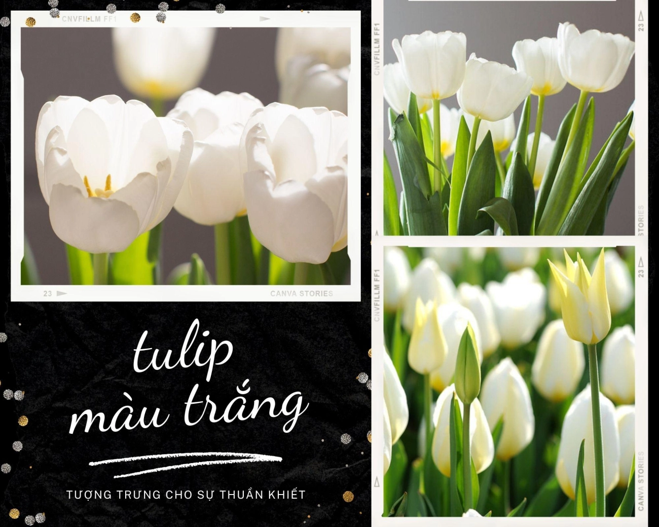 Hoa tulip - nguồn gốc đặc điểm và ý nghĩa ẩn giấu đằng sau mỗi sắc hoa - 7