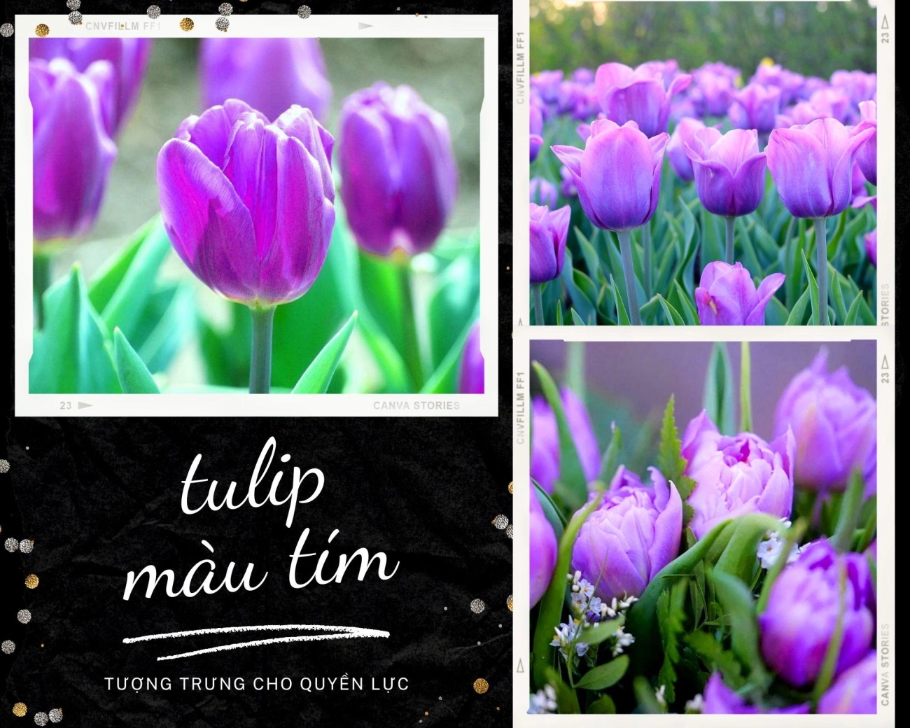 Hoa tulip - nguồn gốc đặc điểm và ý nghĩa ẩn giấu đằng sau mỗi sắc hoa - 8