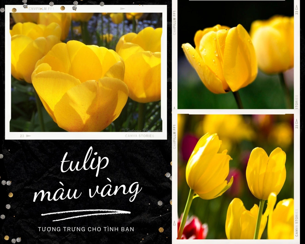 Hoa tulip - nguồn gốc đặc điểm và ý nghĩa ẩn giấu đằng sau mỗi sắc hoa - 9