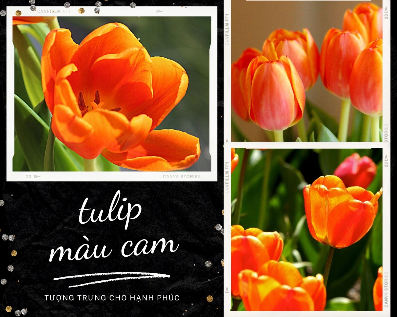 Hoa tulip - nguồn gốc đặc điểm và ý nghĩa ẩn giấu đằng sau mỗi sắc hoa - 10