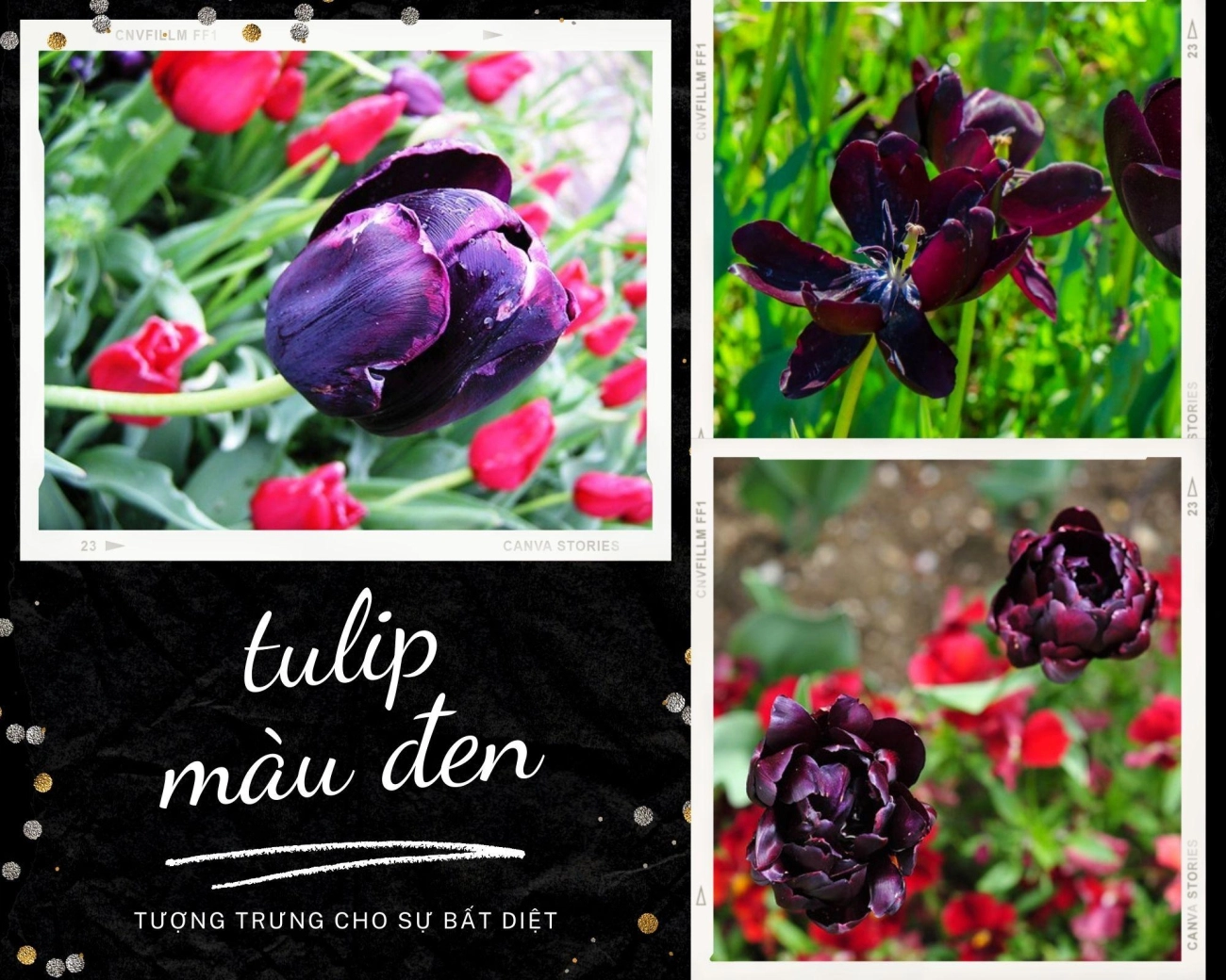 Hoa tulip - nguồn gốc đặc điểm và ý nghĩa ẩn giấu đằng sau mỗi sắc hoa - 11