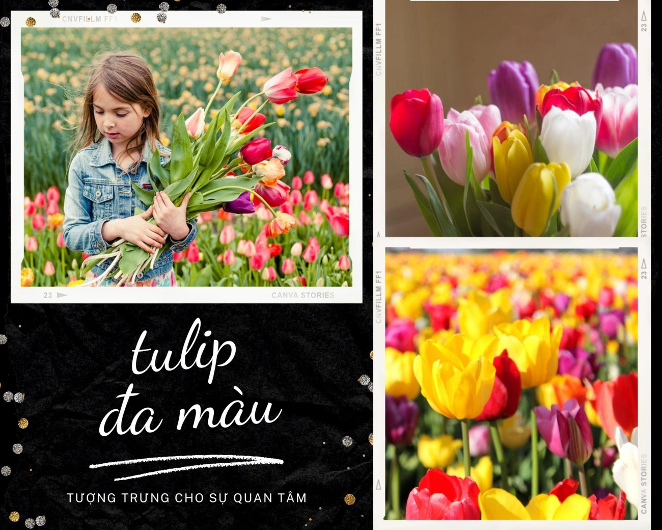 Hoa tulip - nguồn gốc đặc điểm và ý nghĩa ẩn giấu đằng sau mỗi sắc hoa - 12