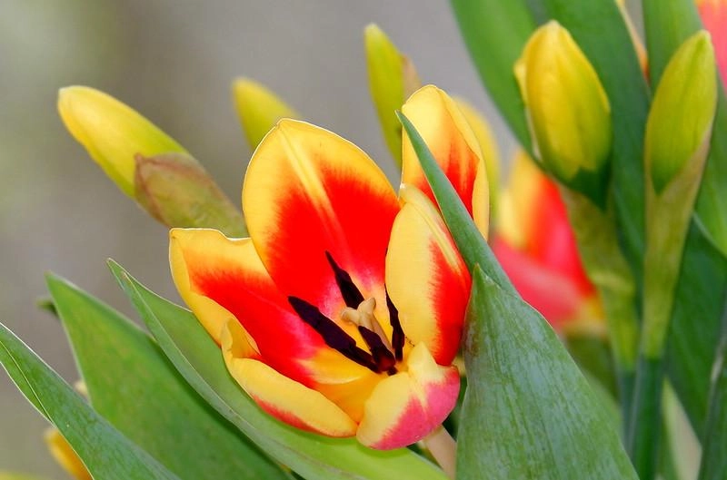Hoa tulip - nguồn gốc đặc điểm và ý nghĩa ẩn giấu đằng sau mỗi sắc hoa - 13