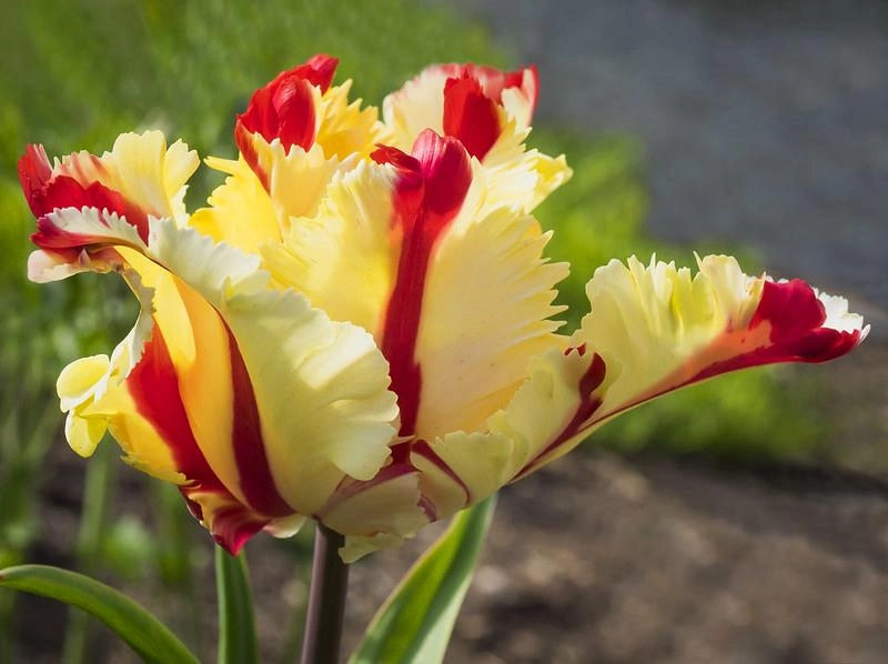 Hoa tulip - nguồn gốc đặc điểm và ý nghĩa ẩn giấu đằng sau mỗi sắc hoa - 14