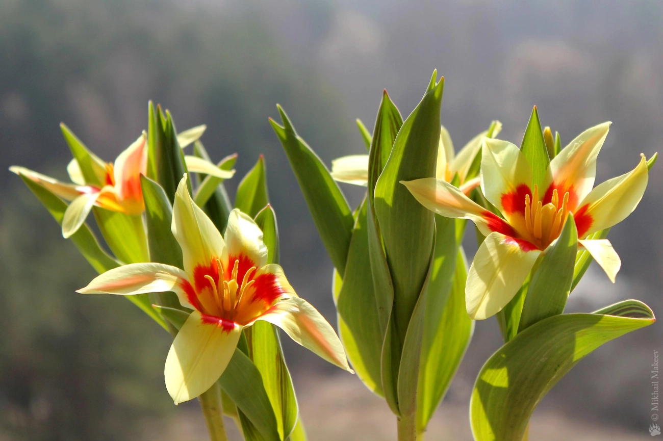 Hoa tulip - nguồn gốc đặc điểm và ý nghĩa ẩn giấu đằng sau mỗi sắc hoa - 15