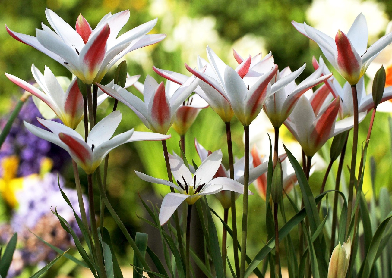 Hoa tulip - nguồn gốc đặc điểm và ý nghĩa ẩn giấu đằng sau mỗi sắc hoa - 16