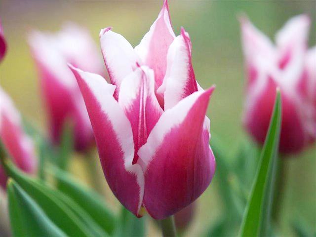 Hoa tulip - nguồn gốc đặc điểm và ý nghĩa ẩn giấu đằng sau mỗi sắc hoa - 17