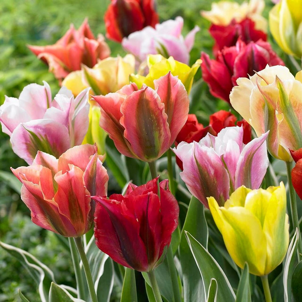 Hoa tulip - nguồn gốc đặc điểm và ý nghĩa ẩn giấu đằng sau mỗi sắc hoa - 18