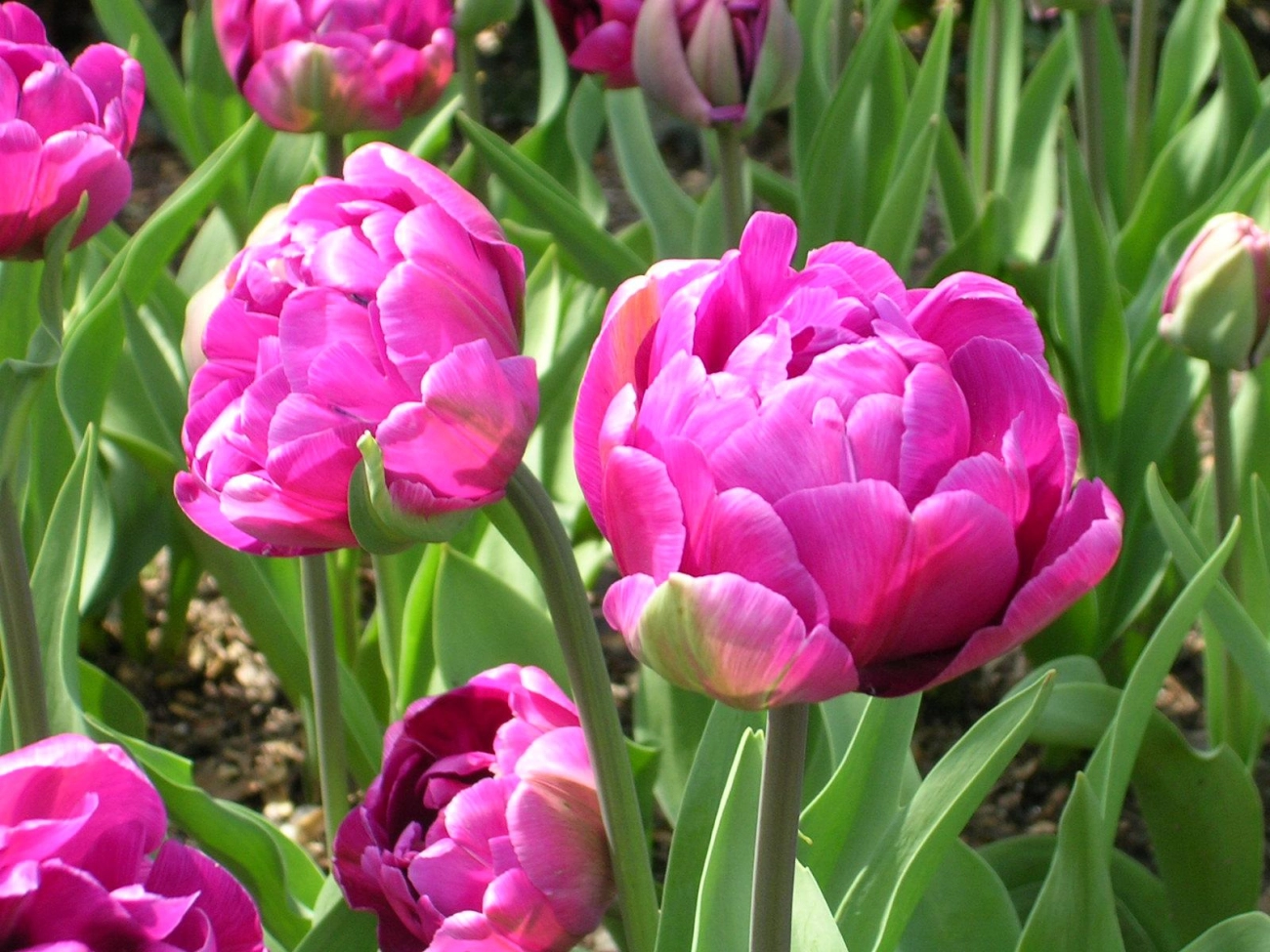 Hoa tulip - nguồn gốc đặc điểm và ý nghĩa ẩn giấu đằng sau mỗi sắc hoa - 19