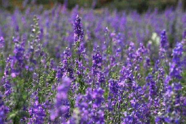 Hoa violet hình ảnh cách cắm và ý nghĩa loài hoa màu tím tuyệt đẹp - 2