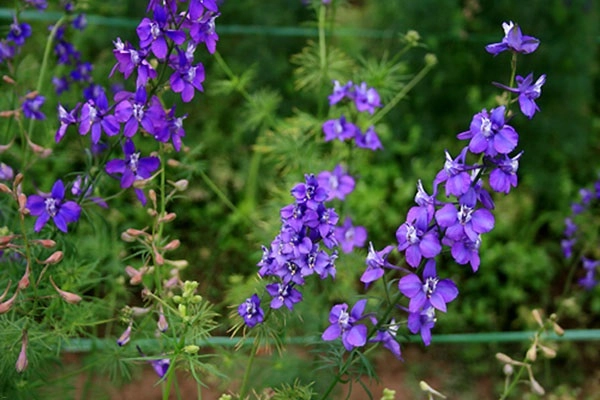 Hoa violet hình ảnh cách cắm và ý nghĩa loài hoa màu tím tuyệt đẹp - 3