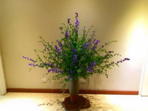 Hoa violet hình ảnh cách cắm và ý nghĩa loài hoa màu tím tuyệt đẹp - 4