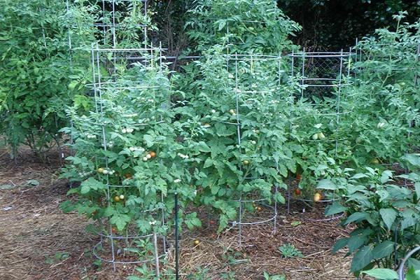 Hướng dẫn 3 cách trồng cà chua tại nhà đơn giản mà sai quả - 8