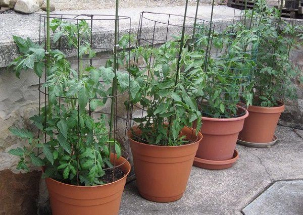 Hướng dẫn 3 cách trồng cà chua tại nhà đơn giản mà sai quả - 10