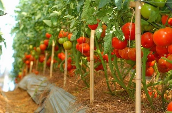 Hướng dẫn 3 cách trồng cà chua tại nhà đơn giản mà sai quả - 13