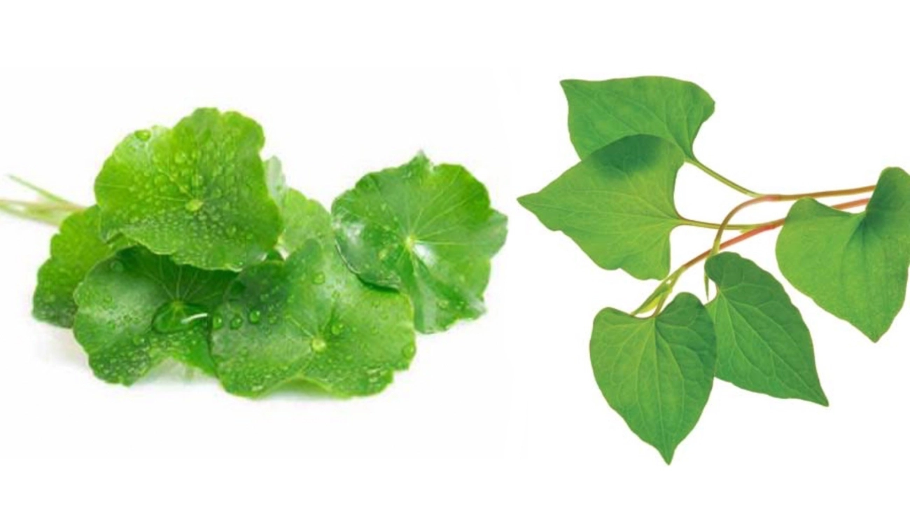 Không lo thâm mụn với top 5 công thức mặt nạ trị mụn rau má an toàn lành tính - 4