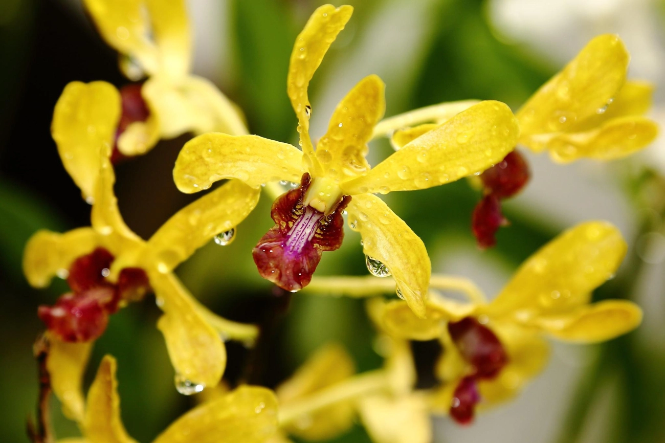 Lan dendro - phân loại cách trồng và chăm sóc cho hoa quanh năm - 3